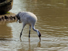 Eurasian Crane (WWT Slimbridge October 2011) - pic by Nigel Key